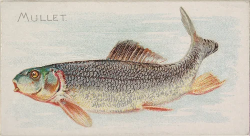 Mullet, from the Fish from American Waters series (N8) for Allen & Ginter Cigarettes Brands by Allen & Ginter, print, 1889