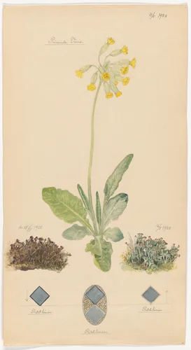 Primula veris (Cowslip Primrose), Cladonia spp. (Pixie Cup Lichens). Sheet 33 from the portfolio Nature Studies by Hilma af Klint, drawing, 1920