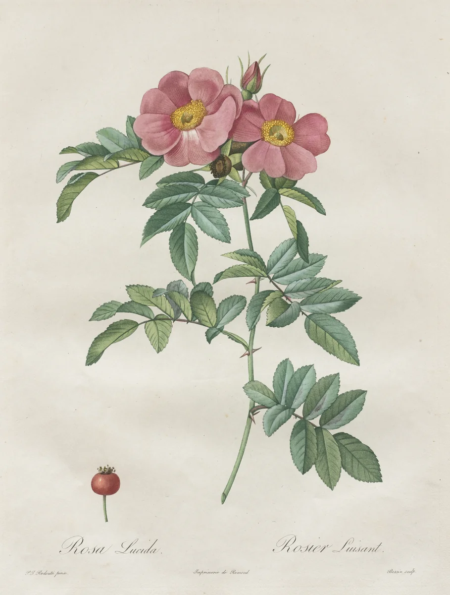 Les Roses: Rosa Lucida by Henry Joseph Redouté, print, 1817-1824