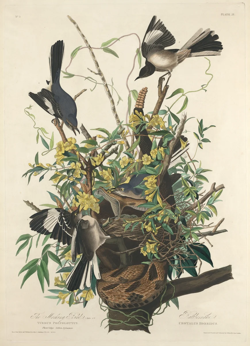 The Mocking Bird by Robert Havell, Jr.; John James Audubon, print, 1827