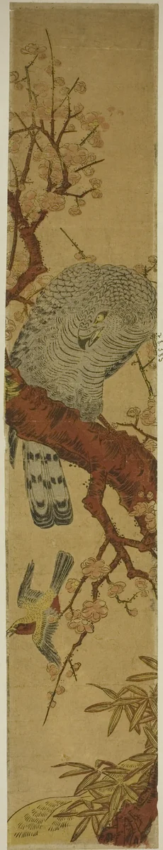Hawk on Plum Branch Looking Down at Fleeing Bird by Isoda Koryusai, print, 1770-1780