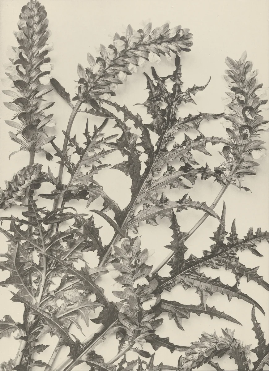 Page from Festons und Dekorative Gruppen by Unidentified Photographer, photograph, 1893