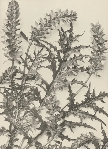 Page from Festons und Dekorative Gruppen by Unidentified Photographer, photograph, 1893