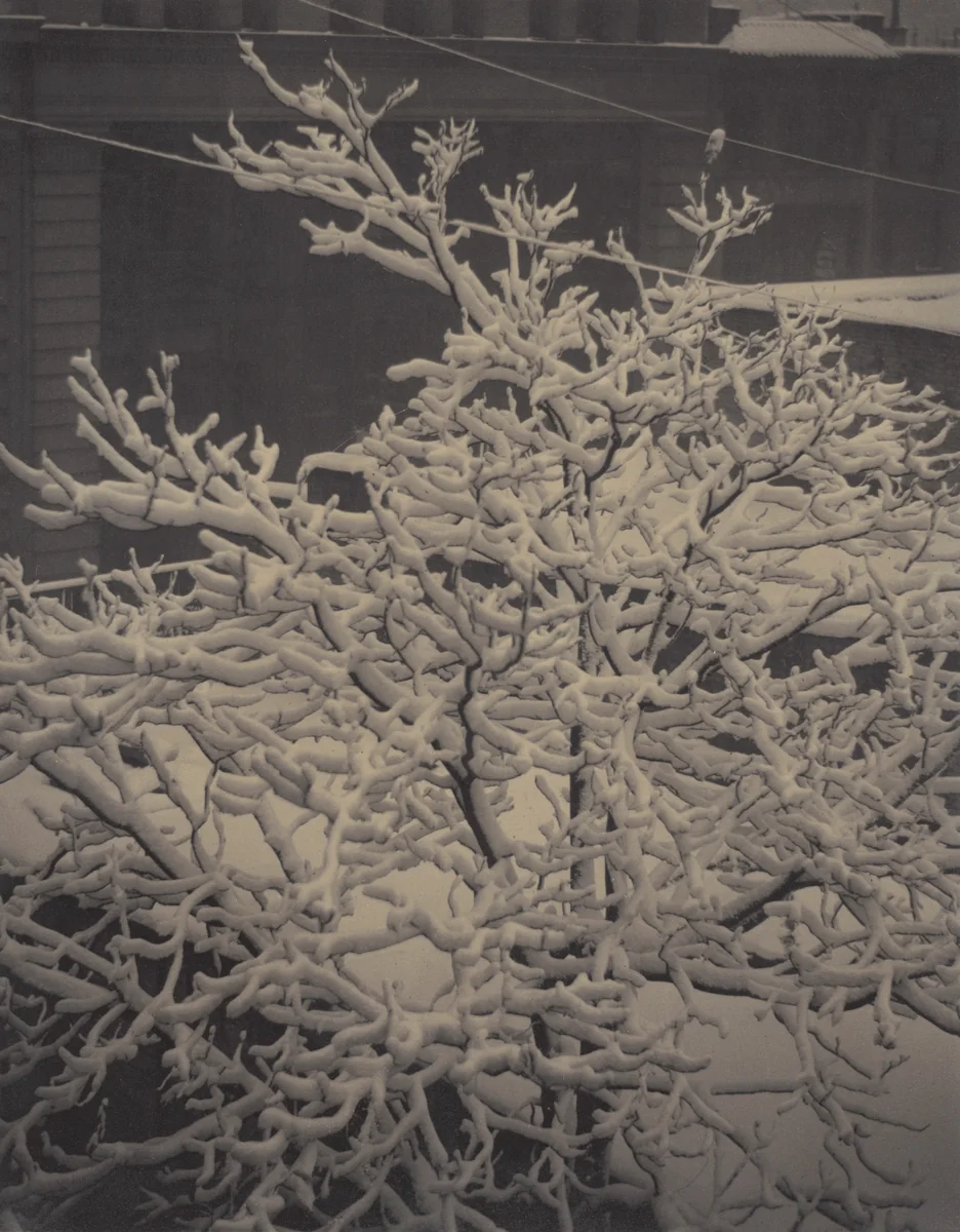 From the Back-Window—291—Snow-Covered Tree, Back-Yard by Alfred Stieglitz, photograph, 1915