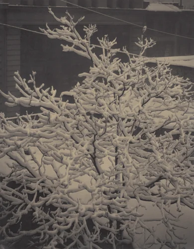 From the Back-Window—291—Snow-Covered Tree, Back-Yard by Alfred Stieglitz, photograph, 1915