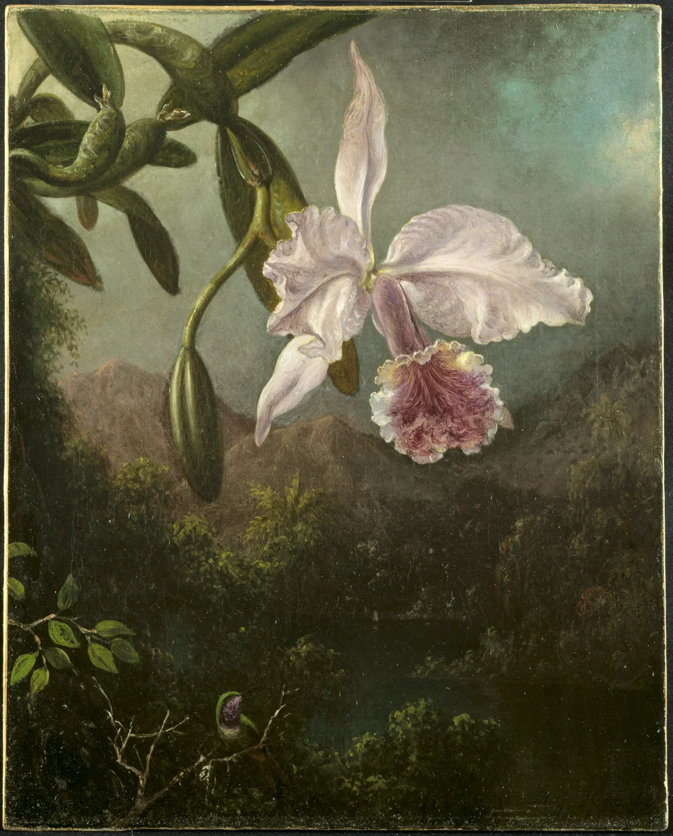 Orchid Blossoms by Martin Johnson Heade, painting, 1873