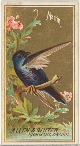 Martin, from the Birds of America series (N4) for Allen & Ginter Cigarettes Brands by Allen & Ginter, print, 1888