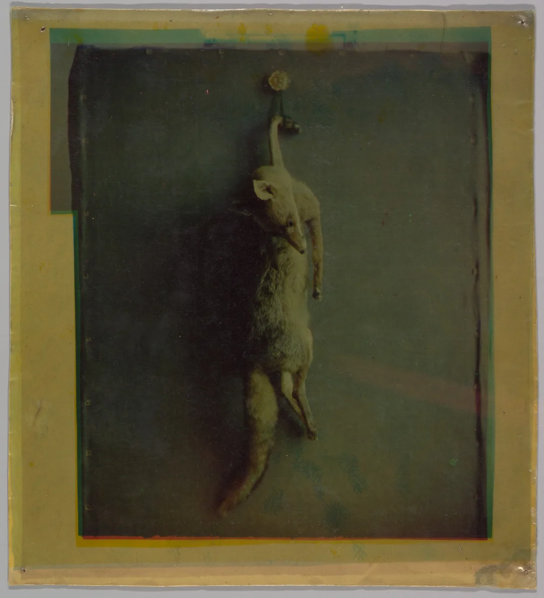 Fox by Louis Ducos Du Hauron, photograph, 1868-1872