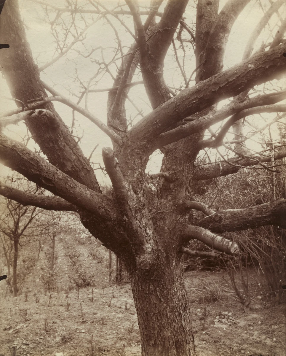 Pommier by Eugène Atget, photograph, 1922