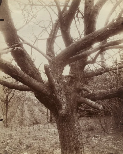 Pommier by Eugène Atget, photograph, 1922