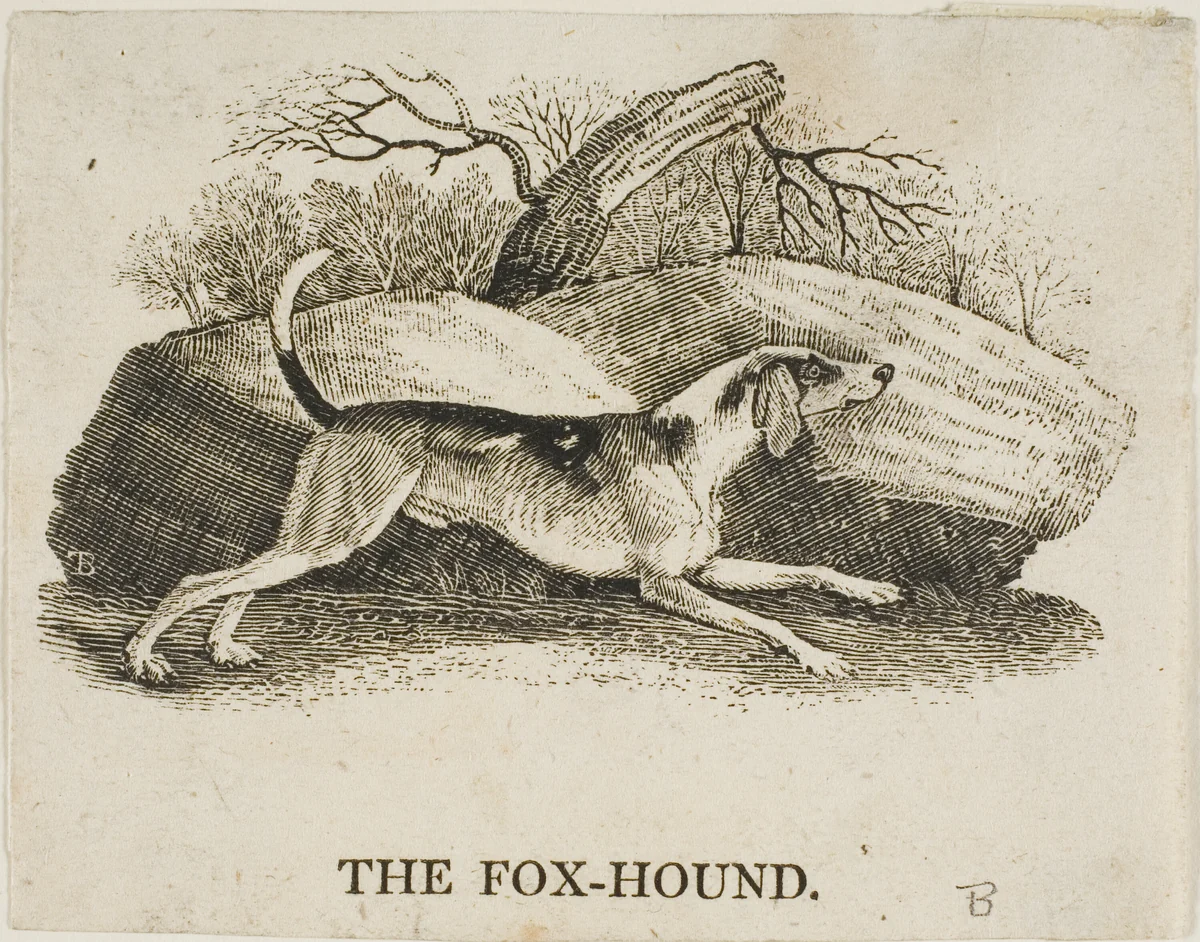 Fox Hound by Thomas Bewick, print, 1773-1828