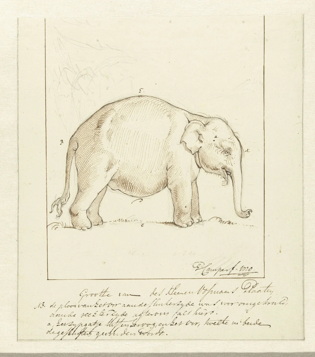 Olifant by Petrus Camper, drawing, 1770