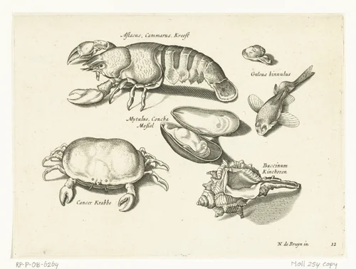 Kreeft, krab en schelpen by anonymous, print, 1581-1652