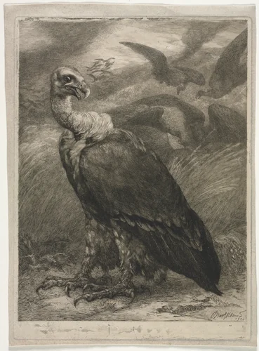 Vulture by Félix Bracquemond, print, 1904