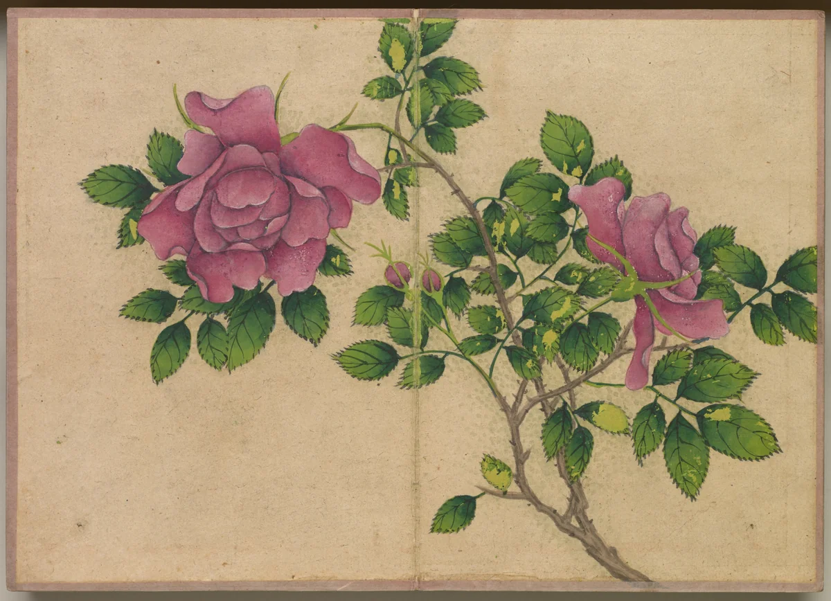 Desk Album: Flower and Bird Paintings (Rose) by Zhang Ruoai, painting, 1700-1799