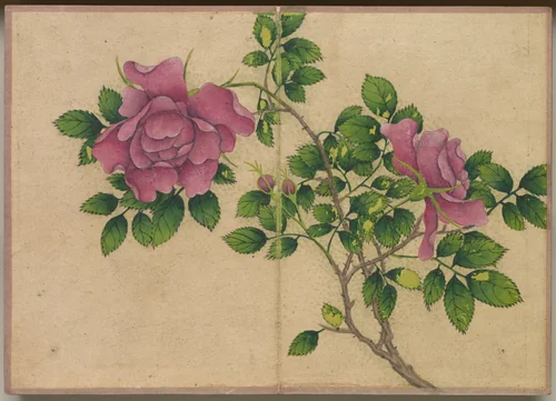 Desk Album: Flower and Bird Paintings (Rose) by Zhang Ruoai, painting, 1700-1799
