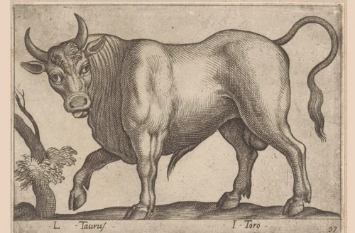 Stier by Antonio Tempesta, print, 1565-1630