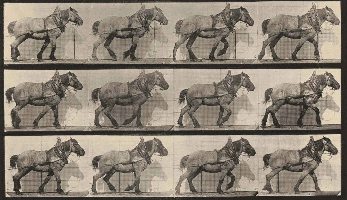 Plate Number 565. "Dusel" hauling by Eadweard Muybridge, photograph, 1887