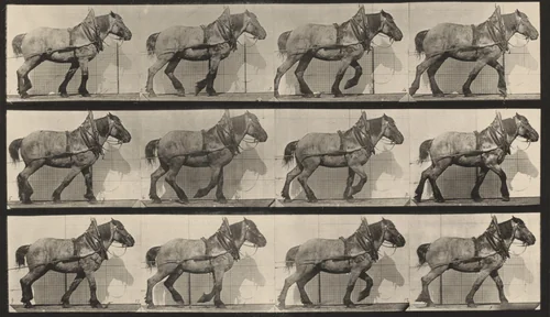 Plate Number 565. "Dusel" hauling by Eadweard Muybridge, photograph, 1887