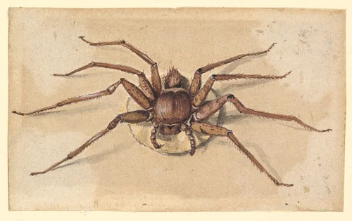 A Spider by Vincent Laurensz. van der Vinne, drawing, 1650-1702