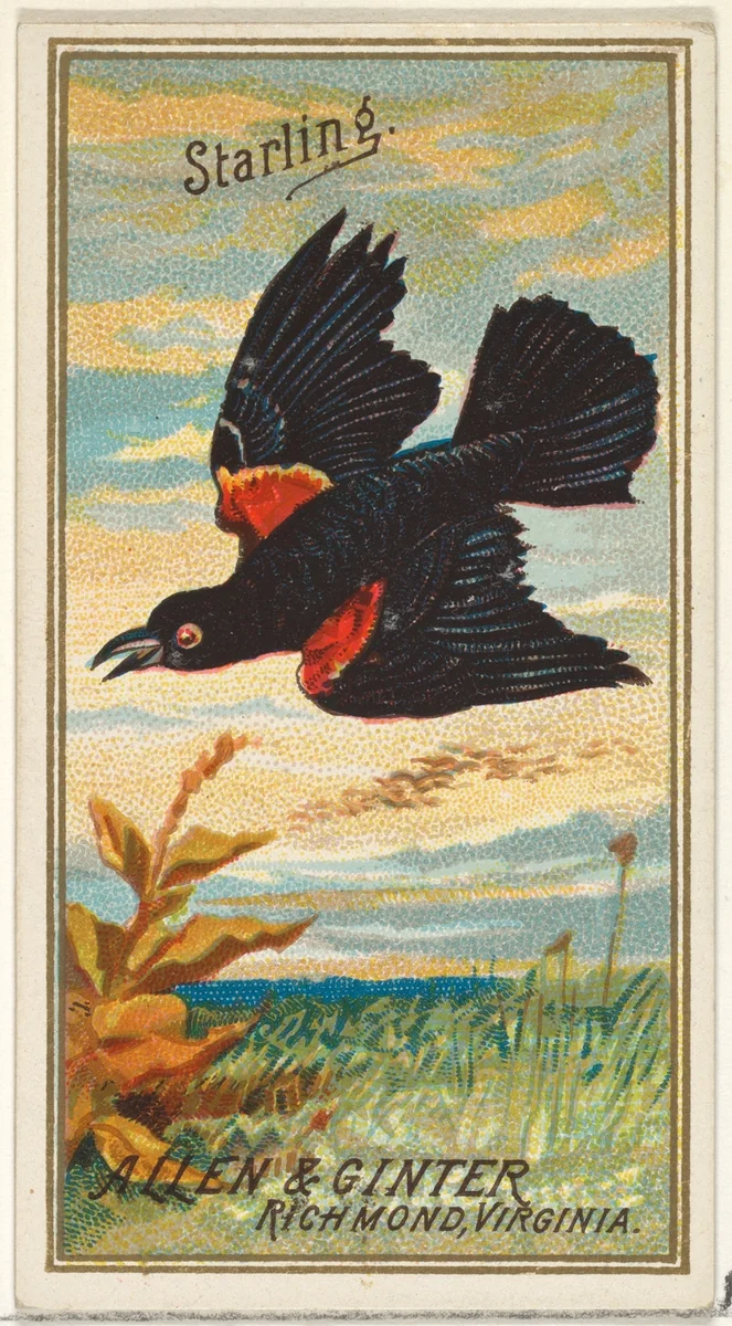 Starling, from the Birds of America series (N4) for Allen & Ginter Cigarettes Brands by Allen & Ginter, print, 1888