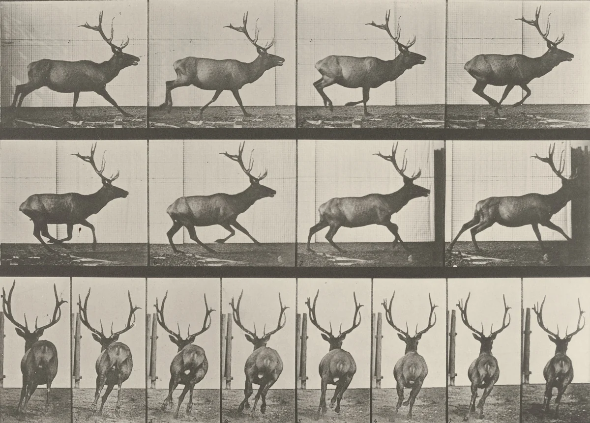 Elk Galloping: Plate 695 from Animal Locomotion (1887) by Eadweard Muybridge, photograph, 1884