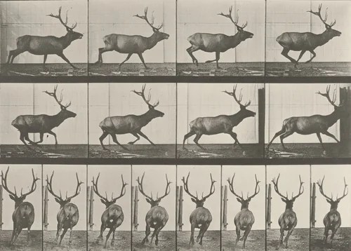 Elk Galloping: Plate 695 from Animal Locomotion (1887) by Eadweard Muybridge, photograph, 1884