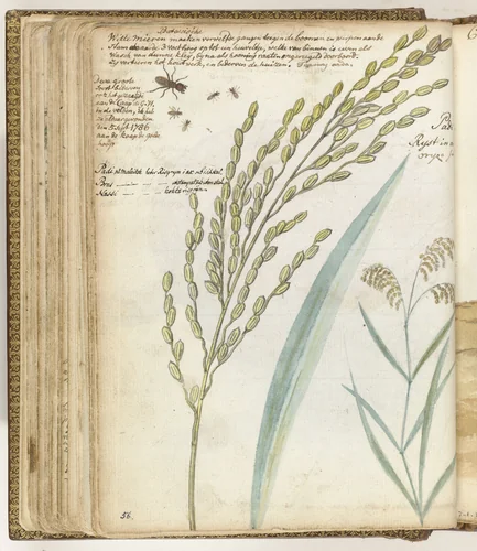 Mieren en rijst by Jan Brandes, drawing, 1779-1785