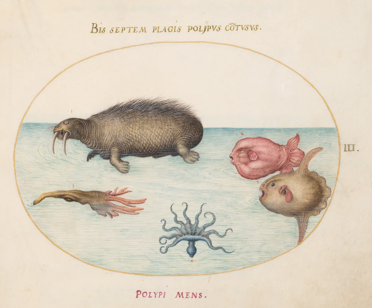 Plate 3: A Walrus, a Nine-Legged Octopus, and Ocean Sunfish by Joris Hoefnagel, drawing, 1570-1599