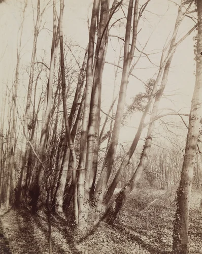 Saint-Cloud by Eugène Atget, photograph, 1922