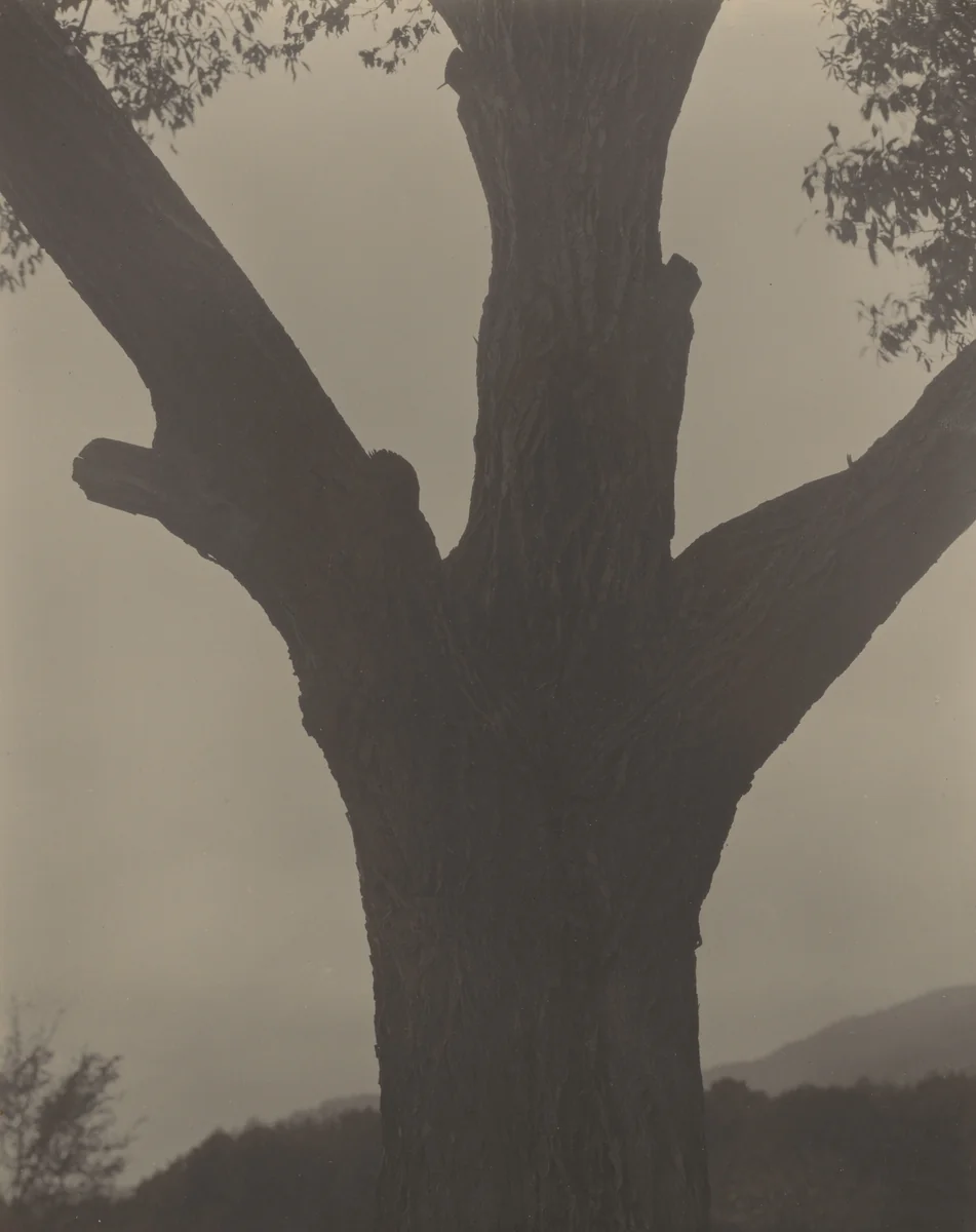 The Dying Chestnut by Alfred Stieglitz, photograph, 1919