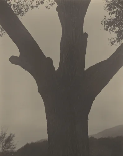 The Dying Chestnut by Alfred Stieglitz, photograph, 1919