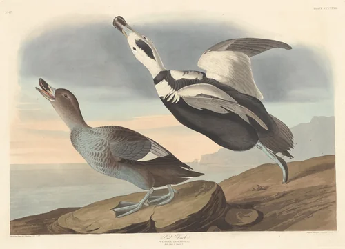 Pied Duck by Robert Havell, Jr.; John James Audubon, print, 1836