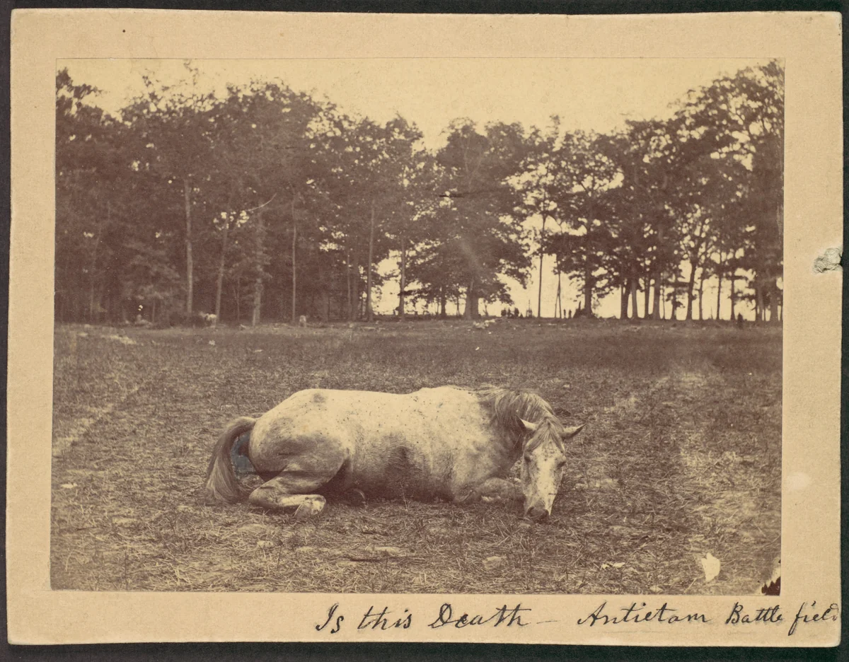 Is This Death - Antietam Battlefield, September 1862 by Alexander Gardner, photograph, 1862