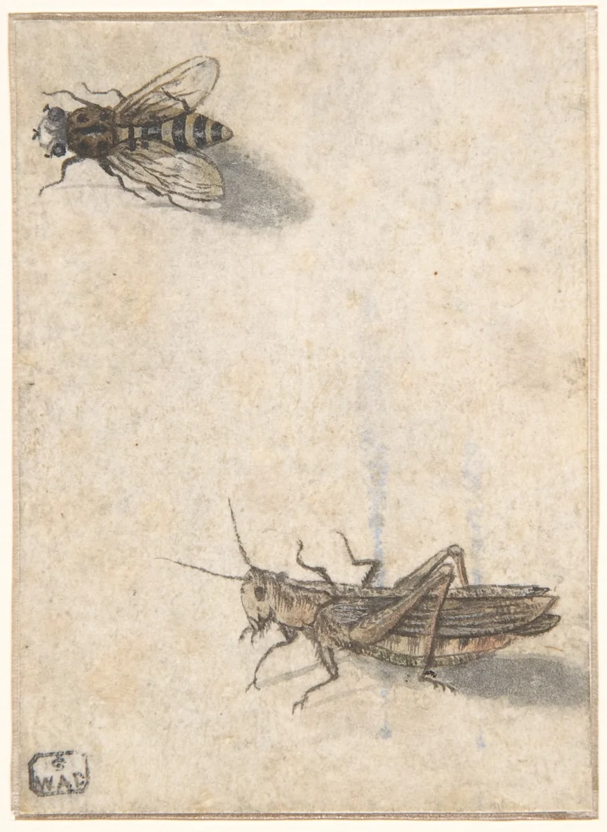 A Grasshopper and a Bee by anonymous, drawing, 1600-1700