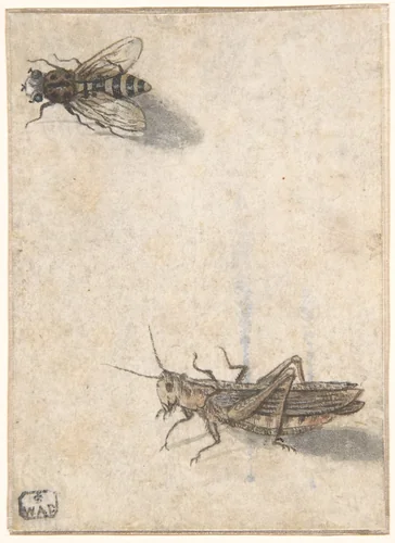 A Grasshopper and a Bee by anonymous, drawing, 1600-1700
