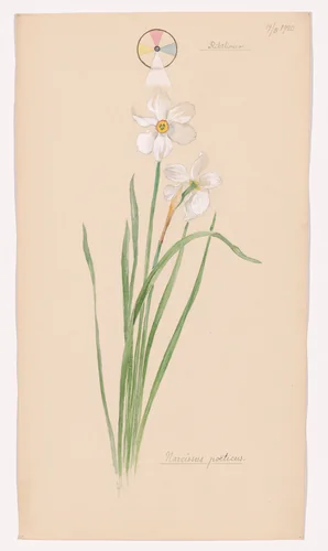 Narcissus poeticus (Poet's Narcissus). Sheet 34 from the portfolio Nature Studies by Hilma af Klint, drawing, 1920