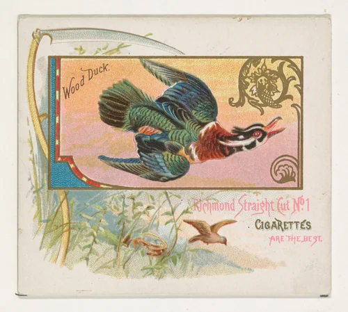 Wood Duck, from the Game Birds series (N40) for Allen & Ginter Cigarettes by Allen & Ginter, print, 1888-1890