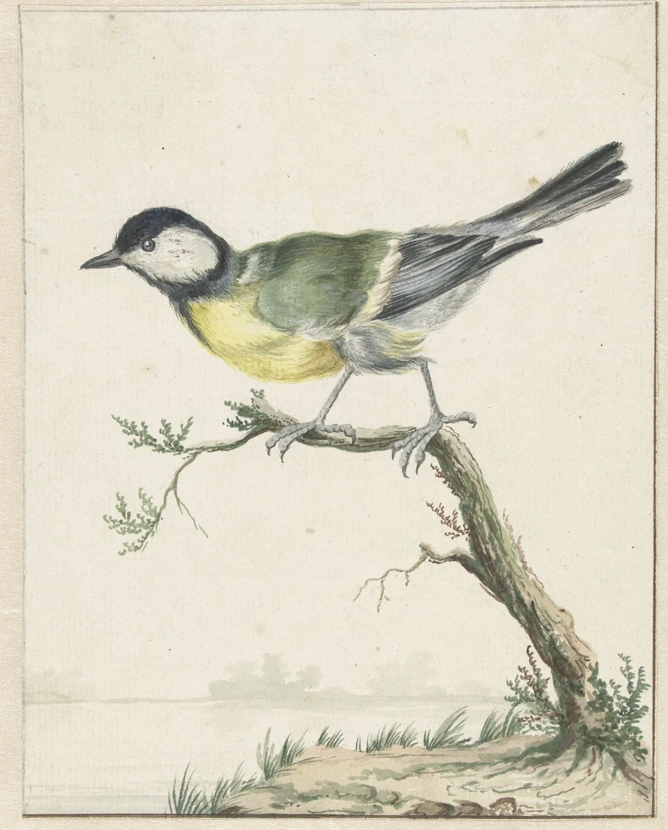 Koolmees by Jan Weenix, drawing, 1650-1719