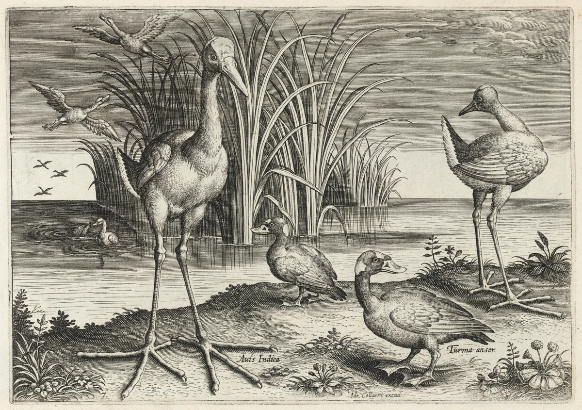 Two Giant Snipes and Two Surf Scoters by Adriaen Collaert, print, 1595-1605