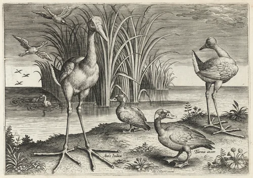 Two Giant Snipes and Two Surf Scoters by Adriaen Collaert, print, 1595-1605