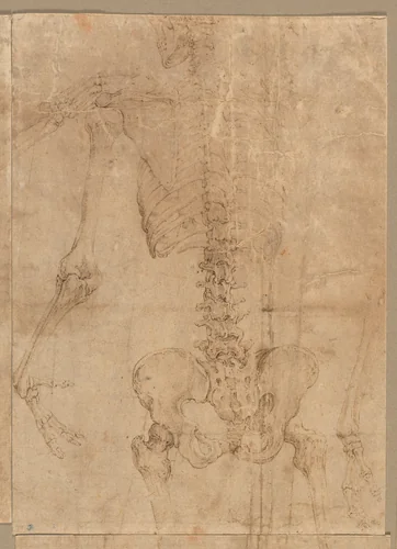 Upper Half of Skeleton from the Back by Battista Franco, drawing, 1540-1545