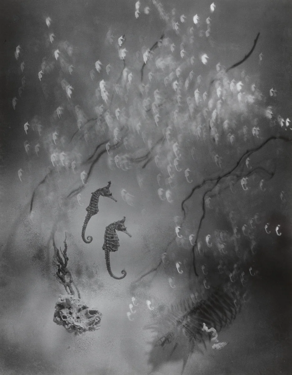 Seahorse by Iwata Nakayama (中山岩太), photograph, 1935
