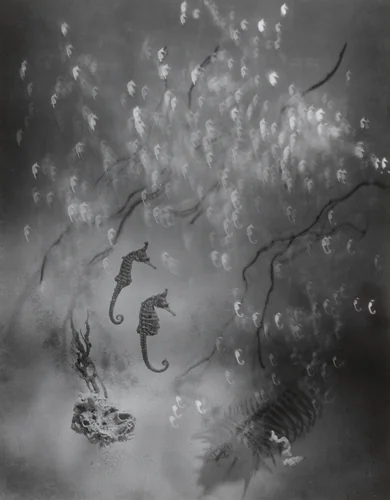 Seahorse by Iwata Nakayama (中山岩太), photograph, 1935