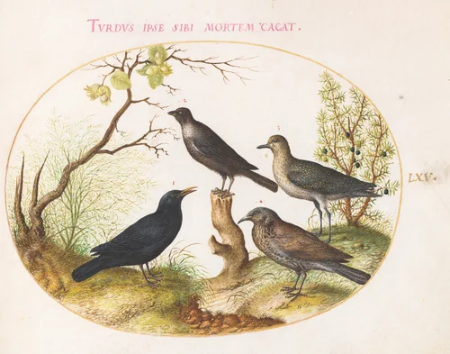 Plate 65: Thrushes and Other Birds by Joris Hoefnagel, drawing, 1570-1599