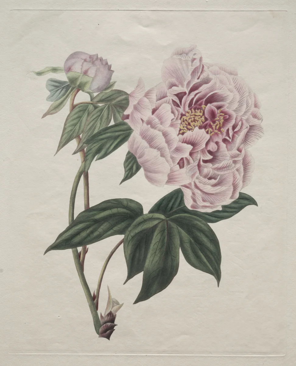 Chinese Tree Peony (Paeonia suffruticosa) by Smith, print, 1815-1825