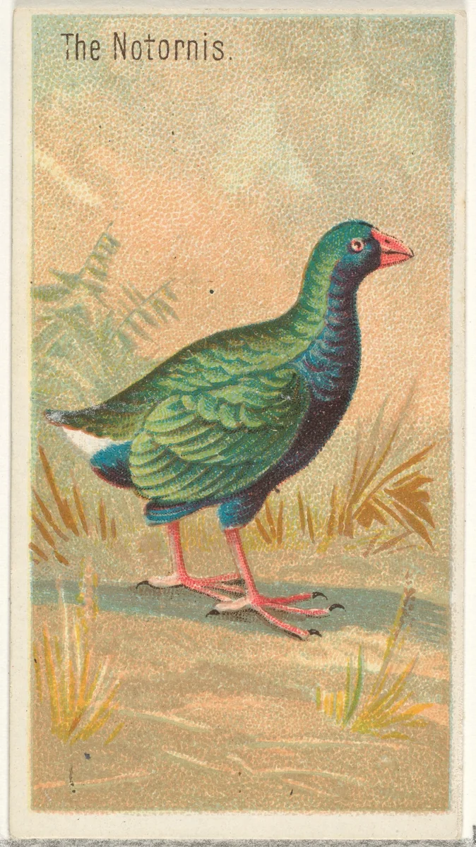 The Notornis, from the Birds of the Tropics series (N5) for Allen & Ginter Cigarettes Brands by Allen & Ginter, print, 1889