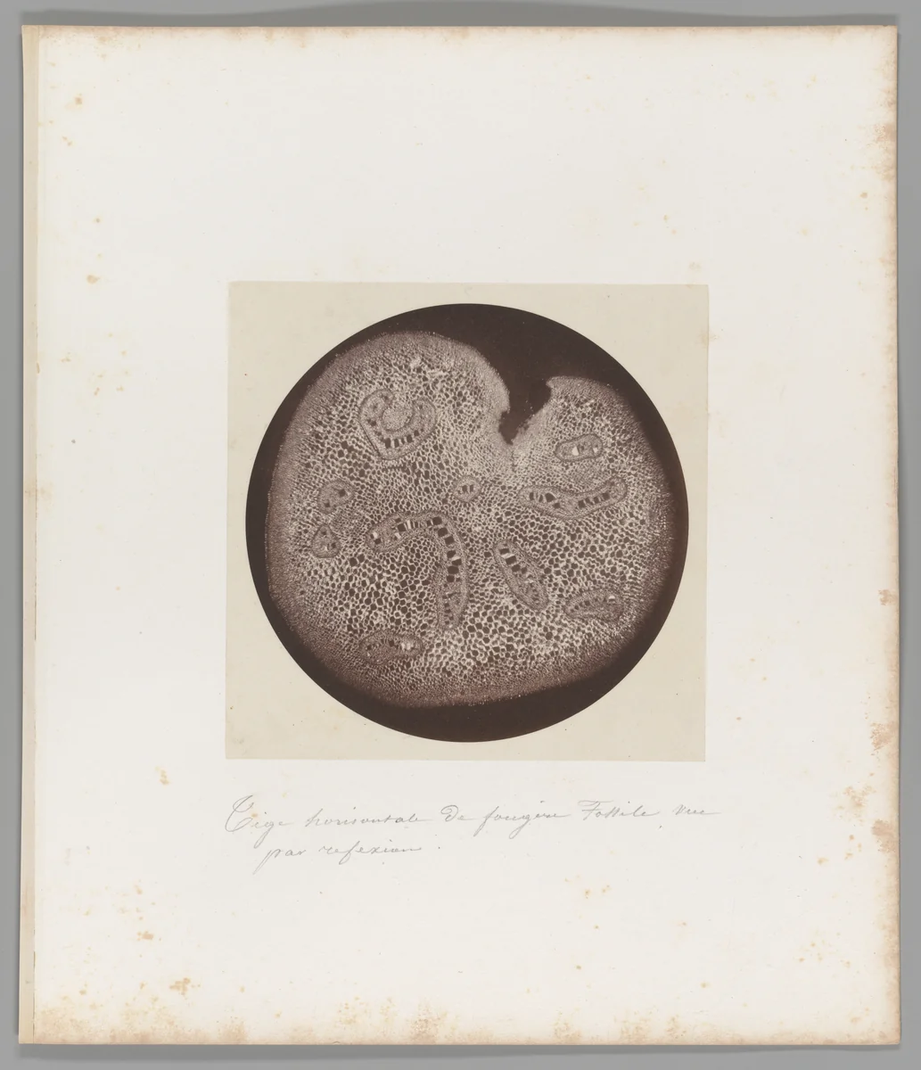 [Untitled] by Auguste-Adolphe Bertsch, photograph, 1853-1857