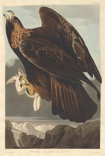 Golden Eagle by Robert Havell, Jr.; John James Audubon, print, 1833
