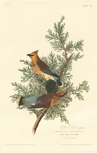 Cedar Bird by Robert Havell, Jr.; John James Audubon, print, 1828